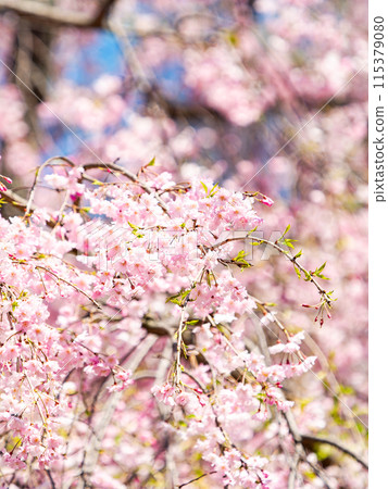 Spring is here: Beautiful and elegant weeping cherry blossoms in full bloom 115379080