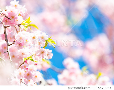 春天盛開-優雅的垂枝櫻花盛開 春天盛開-優雅的垂枝櫻花盛開 115379083