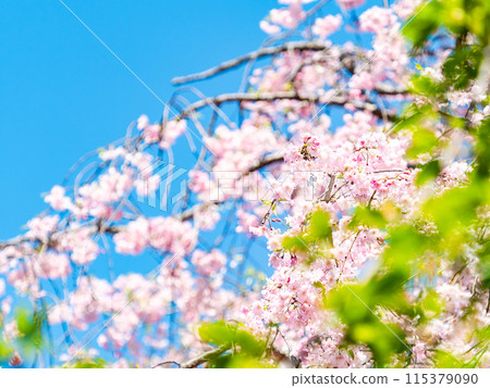 春天盛開－優雅的垂枝櫻花盛開 115379090