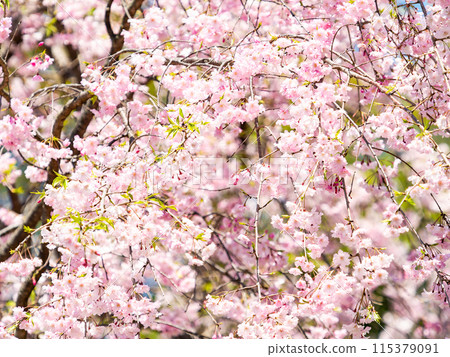 春天盛開－優雅的垂枝櫻花盛開 115379091
