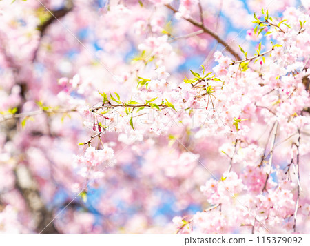春天盛開－優雅的垂枝櫻花盛開 115379092