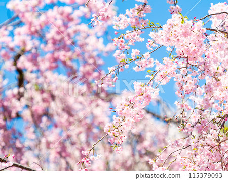 Spring is here: Beautiful and elegant weeping cherry blossoms in full bloom 115379093