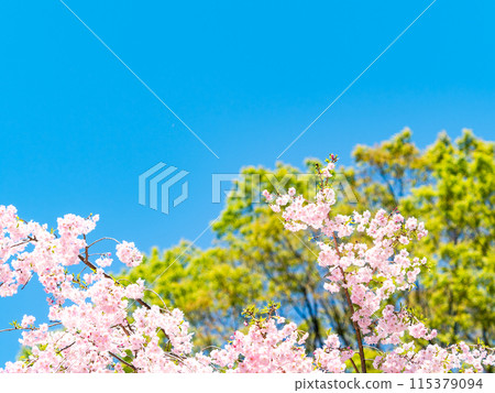 春天盛開－優雅的垂枝櫻花盛開 115379094