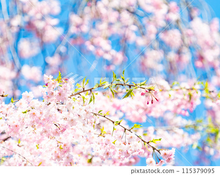 春天盛開－優雅的垂枝櫻花盛開 115379095