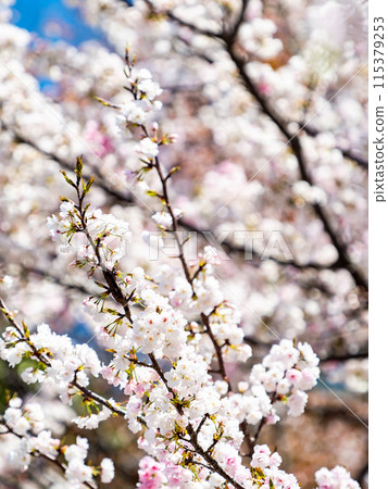 春天來了，美麗的櫻花盛開！ 115379253