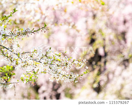 Spring is here: Beautiful cherry blossoms in full bloom 115379267