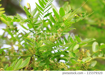 西勝的新綠和鮮花 115379320