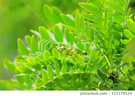 Fresh green leaves and flowers of honey locust Fresh green leaves and flowers of honey locust 115379324