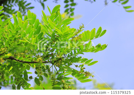 Fresh green leaves and flowers of honey locust Fresh green leaves and flowers of honey locust 115379325