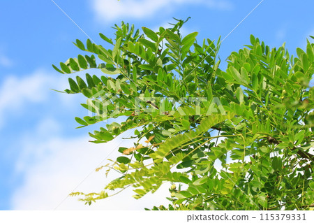 Fresh green leaves and flowers of honey locust 115379331