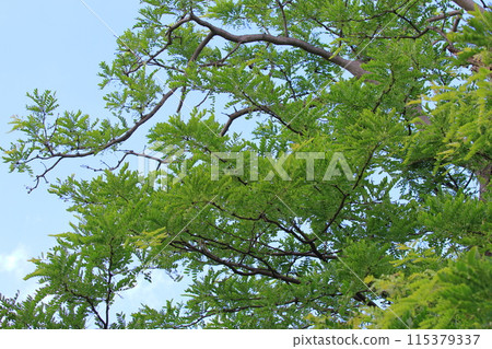 Fresh green leaves and flowers of honey locust 115379337