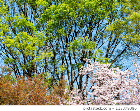 Spring is here: fresh greenery and beautiful cherry blossoms in full bloom 115379386
