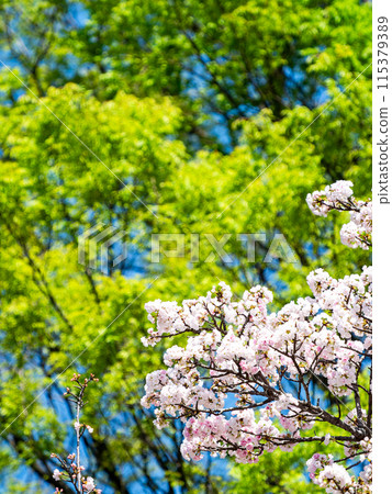 Spring is here: fresh greenery and beautiful cherry blossoms in full bloom 115379389