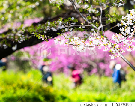 Spring is here: fresh greenery and beautiful cherry blossoms in full bloom 115379396