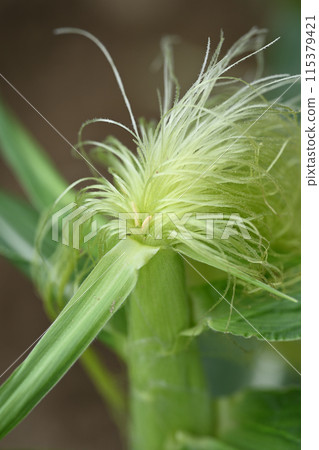 Silk thread from corn female flower Silk thread from corn female flower 115379421