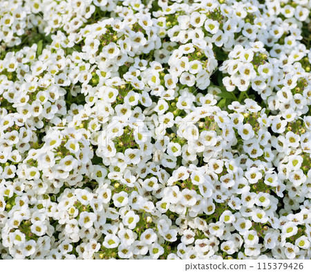 Sweet alicantum Sweet alicantum 115379426