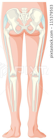 Human Leg and Pelvis Anatomy 115379503