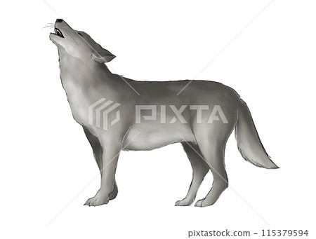 Illustration of a howling gray wolf 115379594