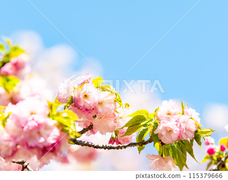 Spring is here: Gorgeous double cherry blossoms in full bloom Spring is here: Gorgeous double cherry blossoms in full bloom 115379666