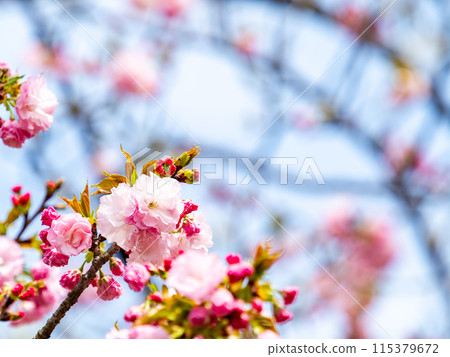 春天來了:重瓣櫻花盛開 春天來了:重瓣櫻花盛開 115379672