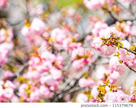 Spring is here: Gorgeous double cherry blossoms in full bloom 115379679