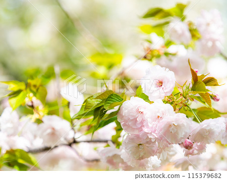 春天來了：重瓣櫻花盛開 115379682