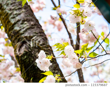 春天來了:重瓣櫻花盛開 春天來了:重瓣櫻花盛開 115379687
