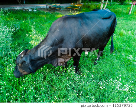 A picture of cow eating grass in garden A picture of cow eating grass in garden 115379725