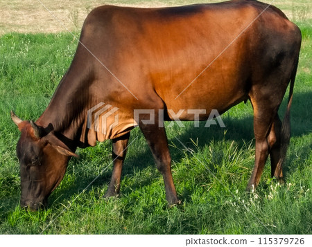 A picture of cow eating grass in garden 115379726