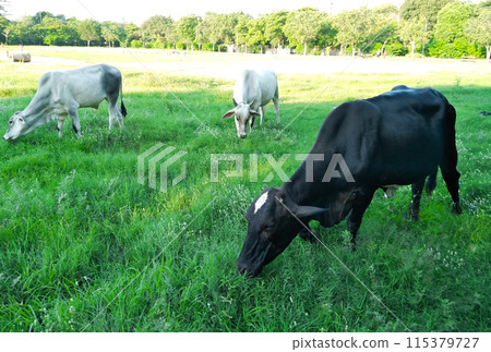 A picture of cow eating grass in garden 115379727
