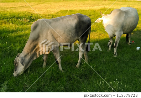 A picture of cow eating grass in garden 115379728