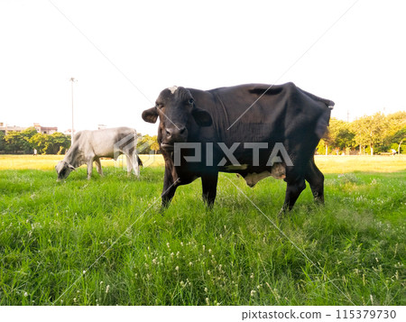 A picture of cow eating grass in garden 115379730