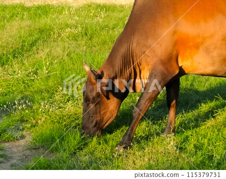 A picture of cow eating grass in garden 115379731