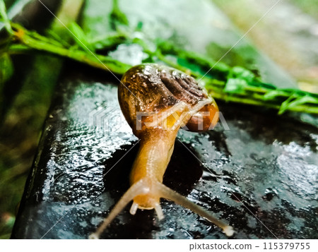 A picture of land snail with blur background 115379755