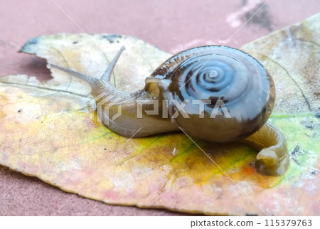 A picture of land snail with blur background 115379763