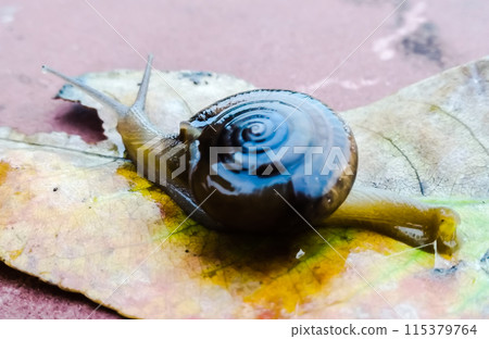 A picture of land snail with blur background A picture of land snail with blur background 115379764