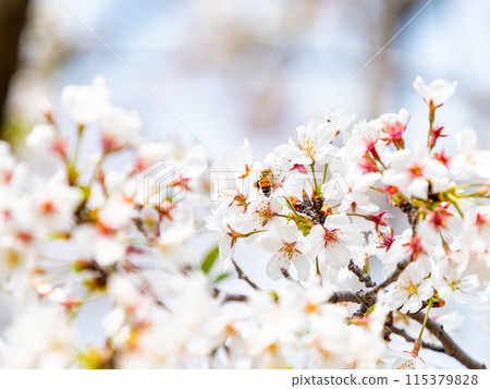 Spring is here! Cute bees come to collect nectar from beautiful cherry blossoms in full bloom. Spring is here! Cute bees come to collect nectar from beautiful cherry blossoms in full bloom. 115379828