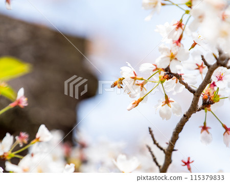 Spring is here! Cute bees come to collect nectar from beautiful cherry blossoms in full bloom. 115379833