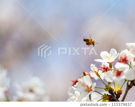 Spring is here! Cute bees come to collect nectar from beautiful cherry blossoms in full bloom. Spring is here! Cute bees come to collect nectar from beautiful cherry blossoms in full bloom. 115379837