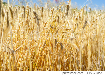 即將收割的麥穗 115379854