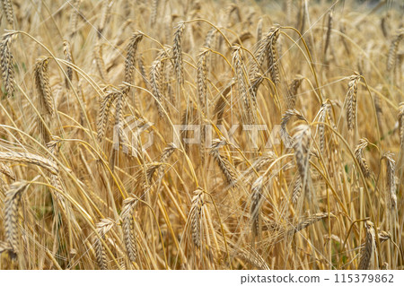 Ears of wheat near harvest 115379862