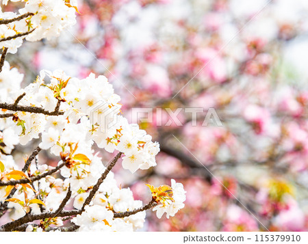 Spring is here: Beautiful cherry blossoms in full bloom Spring is here: Beautiful cherry blossoms in full bloom 115379910