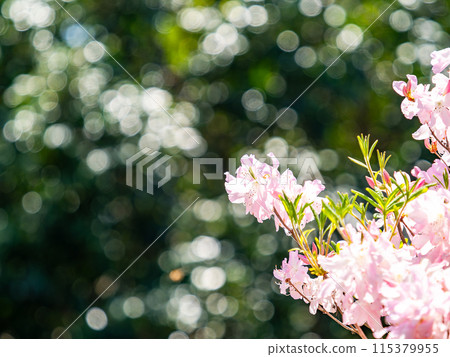 杜鵑花盛開，在春天的陽光下閃閃發光 115379955