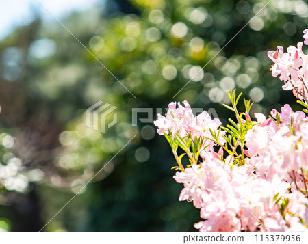 杜鵑花盛開,在春天的陽光下閃閃發光 杜鵑花盛開,在春天的陽光下閃閃發光 115379956