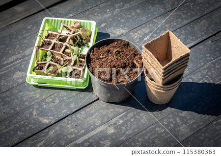 Pots for planting and soil, seedlings of watermelon and cucambers Pots for planting and soil, seedlings of watermelon and cucambers 115380363