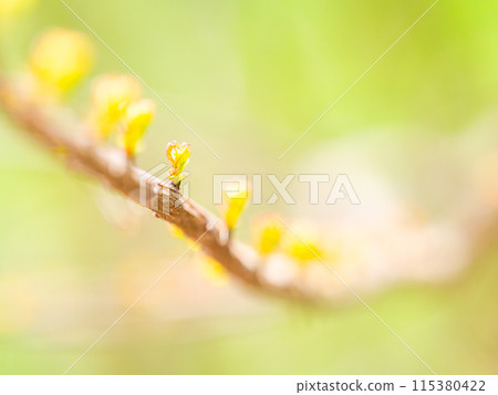 初春的宜人景象：新鮮的新芽排成一排 115380422