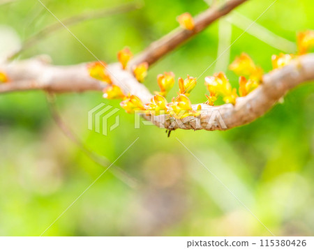 初春的宜人景象：新鮮的新芽排成一排 115380426