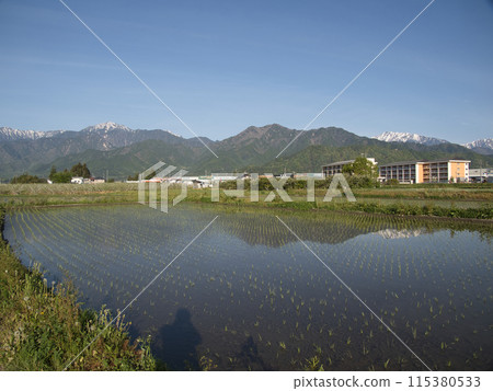 Spring mountains of the Northern Alps reflected in rice paddies Spring mountains of the Northern Alps reflected in rice paddies 115380533