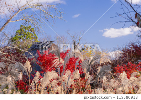 Autumn in Arashiyama, Kyoto: Japanese silver grass and autumn leaves Autumn in Arashiyama, Kyoto: Japanese silver grass and autumn leaves 115380918