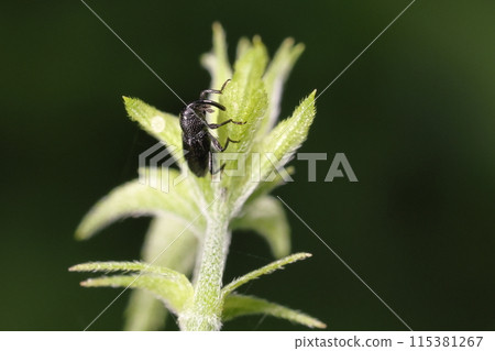 活昆蟲:Canaum Grahime Weevil,體長約2毫米半至3毫米。全身漆黑,有明顯的斑點② 活昆蟲:Canaum Grahime Weevil,體長約2毫米半至3毫米。全身漆黑,有明顯的斑點② 115381267